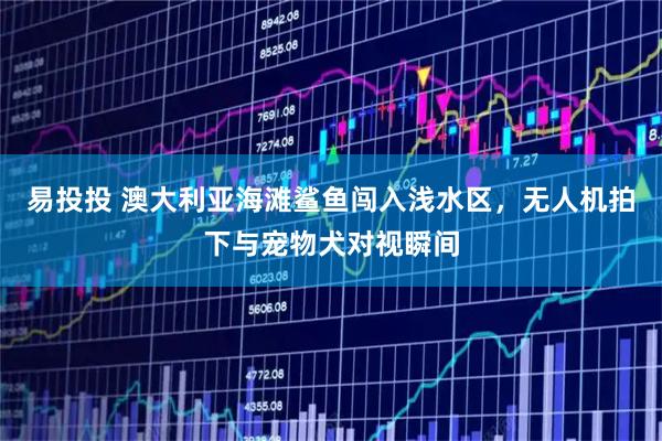 易投投 澳大利亚海滩鲨鱼闯入浅水区，无人机拍下与宠物犬对视瞬间